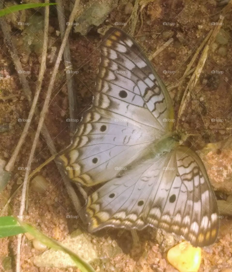 Butterfly
