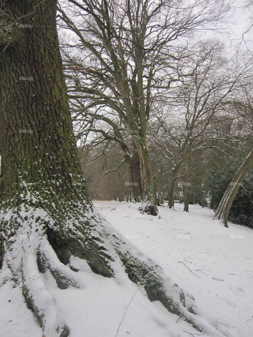 Winter, Snow, Tree, Landscape, Cold