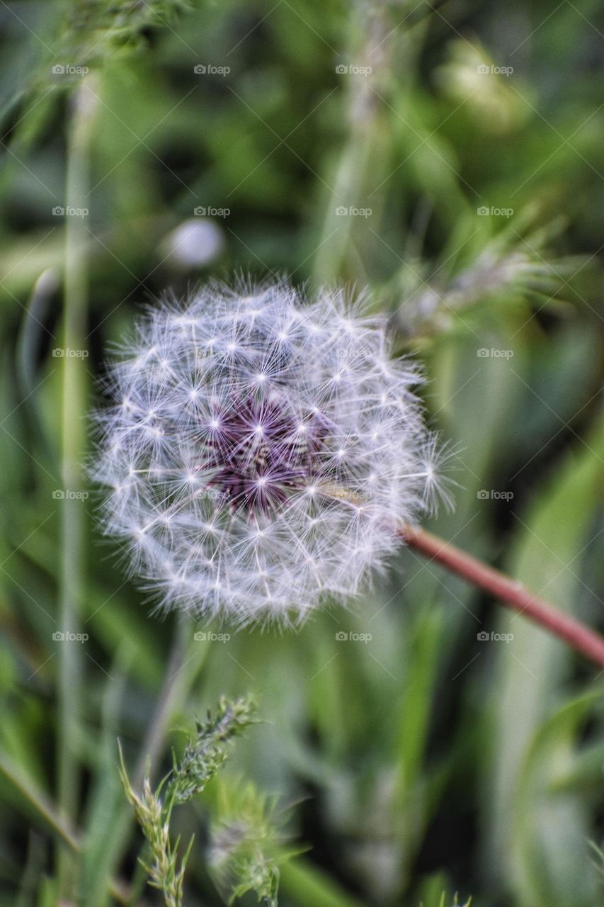 dandelion