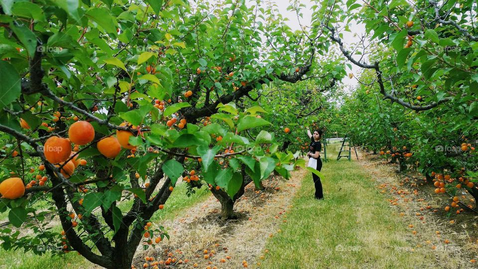 green fruit apricot