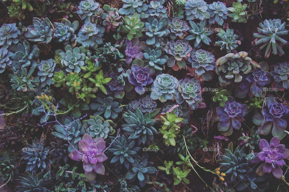 Succulent wall