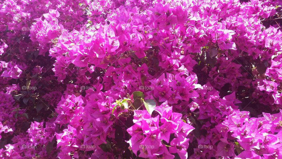 Close-up of a pink flower