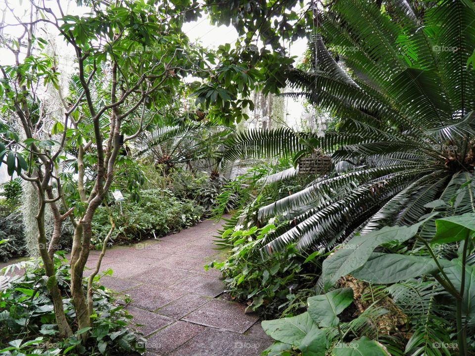 Une petite jungle dans le jardin botanique royal à Édimbourg