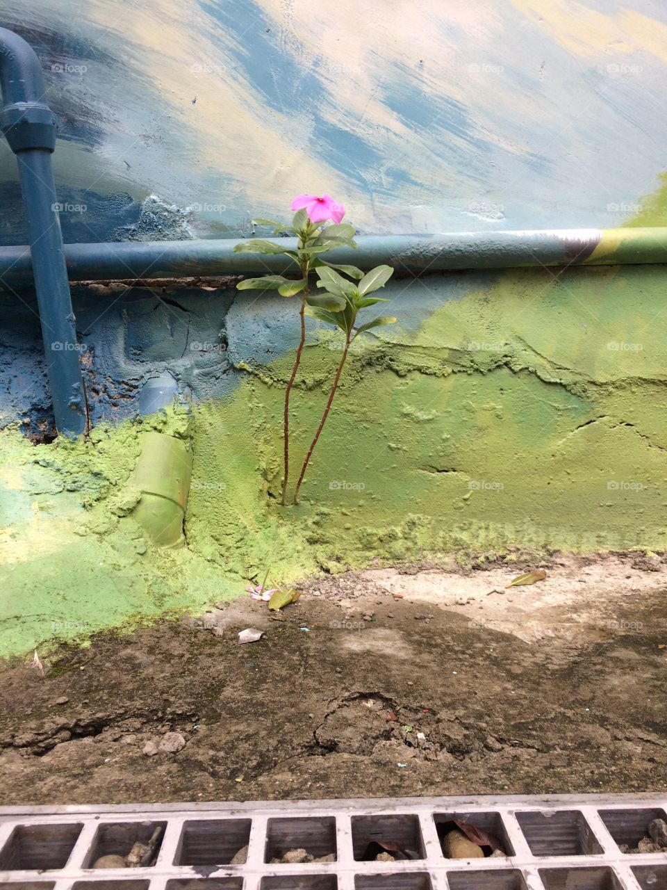 On the painted wall, a flower grows