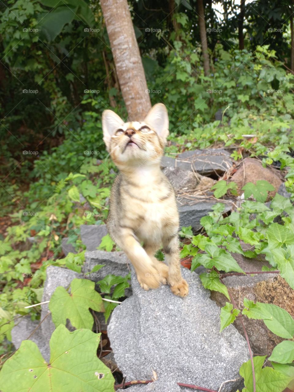 The cute kitten is in the grass garden