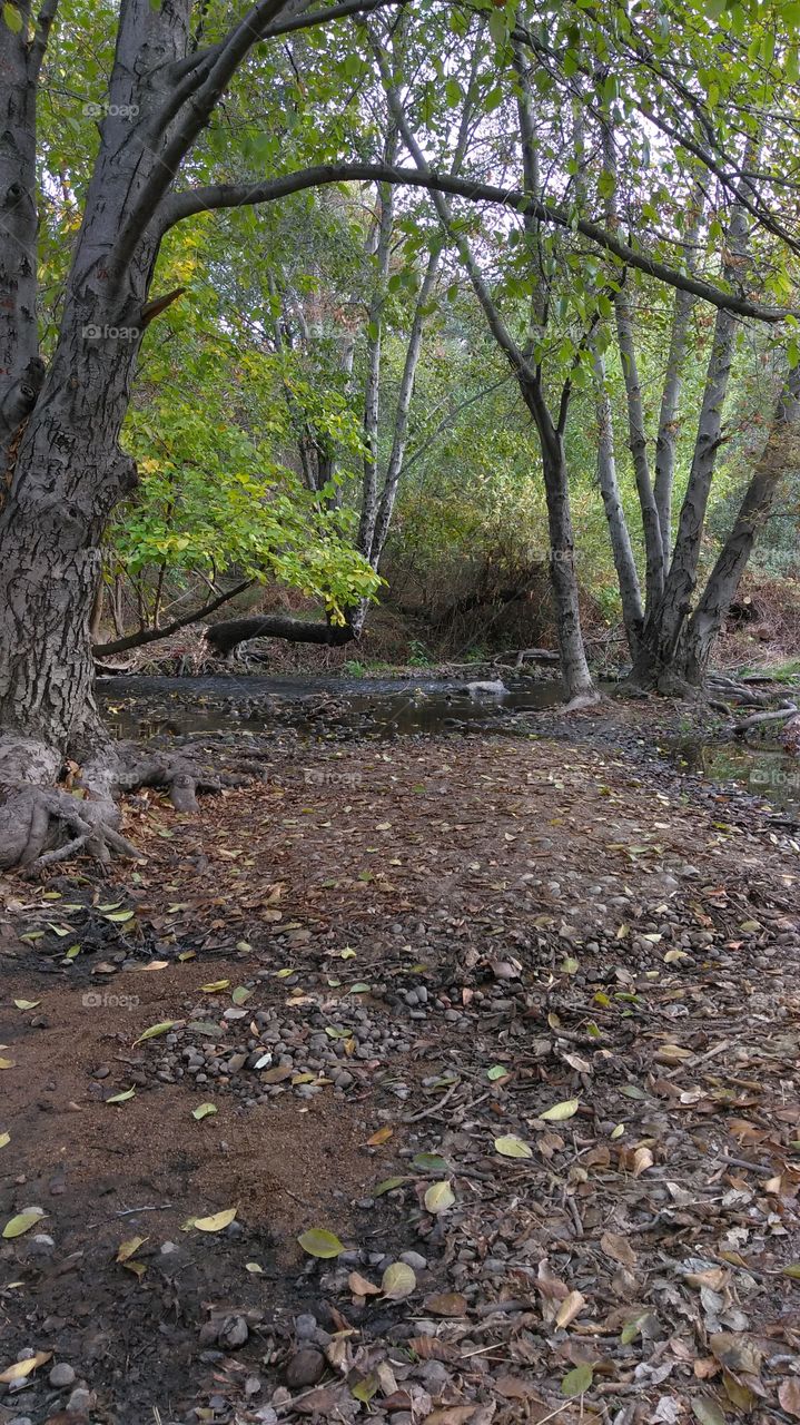 into the woods we go, River stream