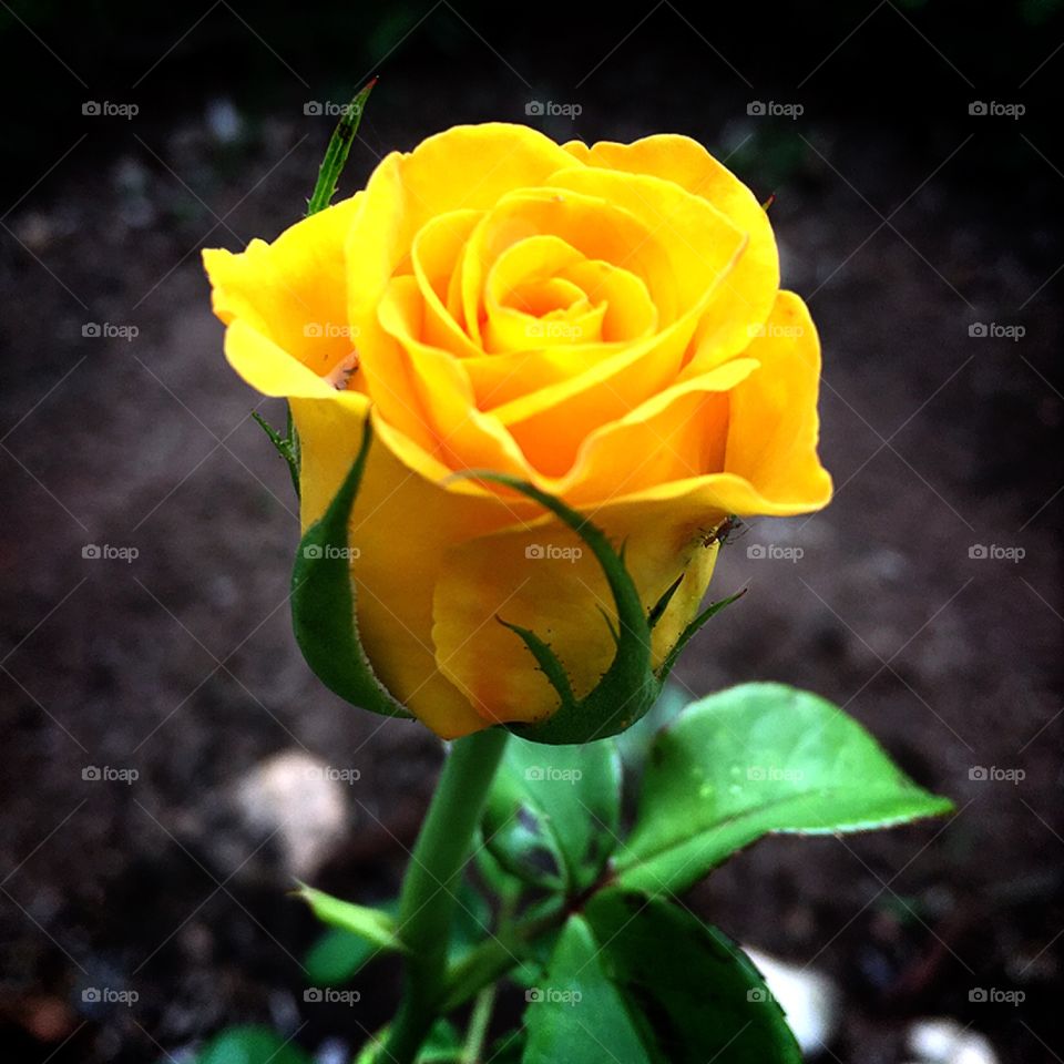 FOAP MISSIONS - Flora and Fauna of 2019

🇺🇸 This yellow rose is one of the most beautiful nature photos this year!

🇧🇷 Essa rosa amarela é uma das mais belas fotografias da natureza neste ano!