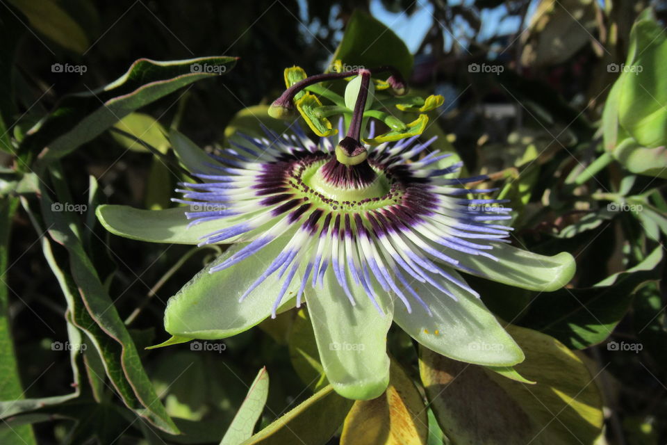 Passion flower