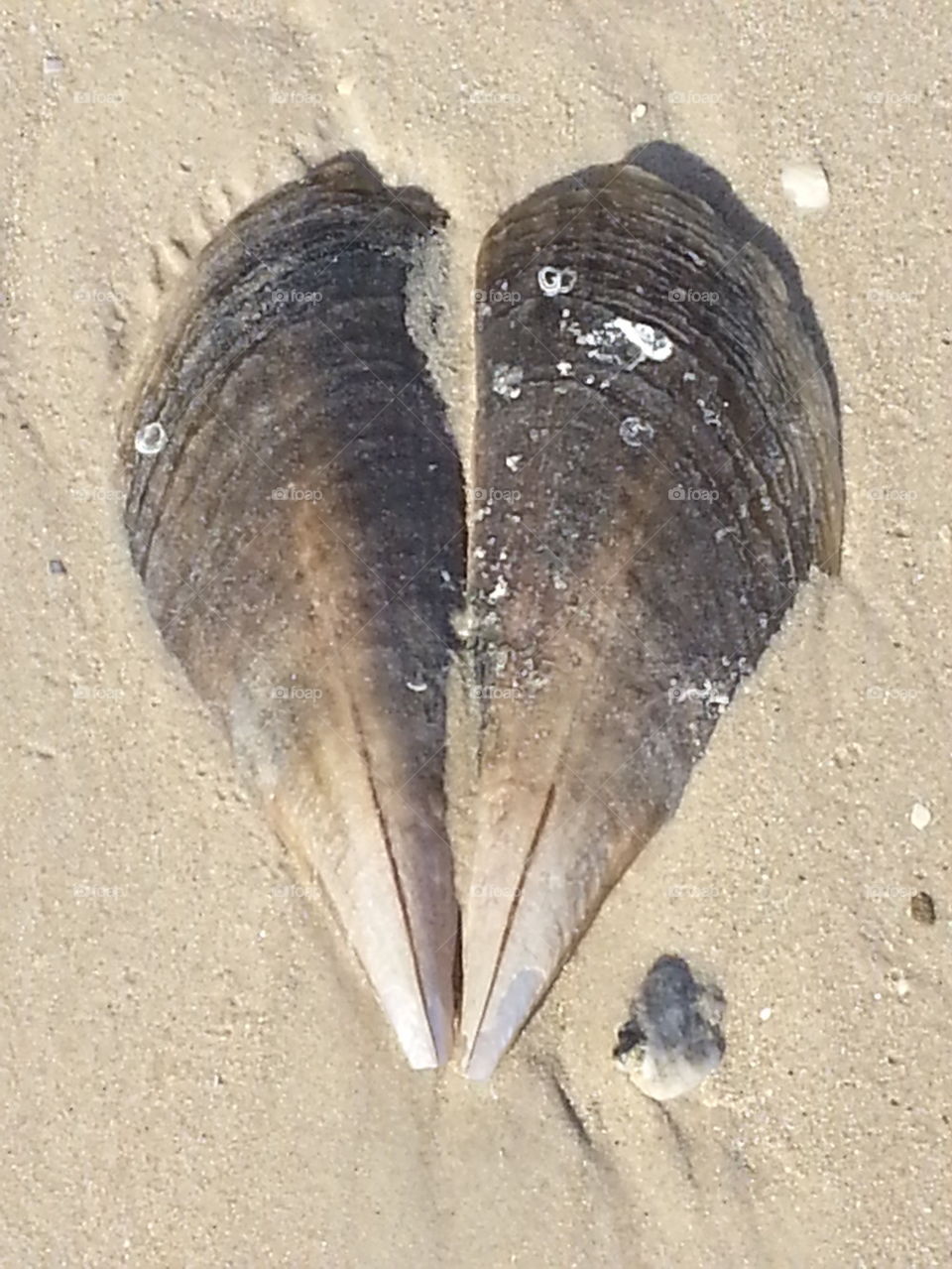 Sea Shell by the Sea Shore.