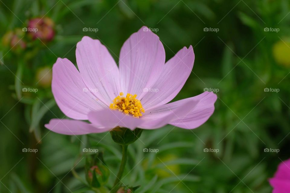 A little pink flower