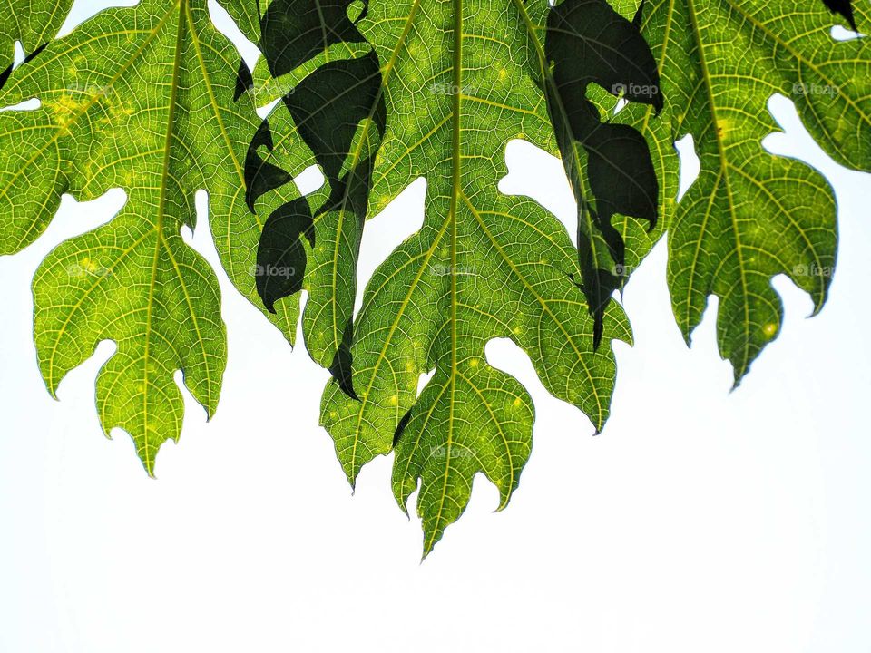 Papaya leaf pattern.