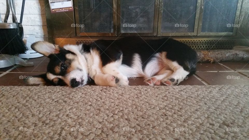 puppy nap