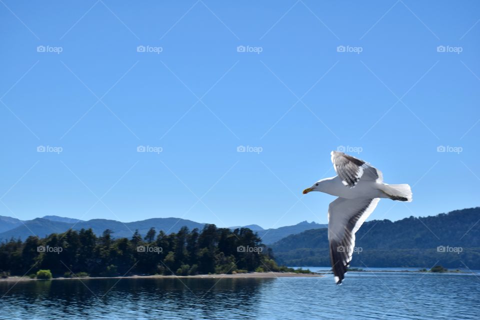 Seagull flying over nahuel Huapi Lake Argentina