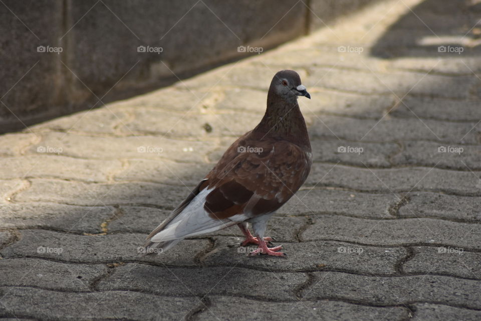 Pigeon, bird 