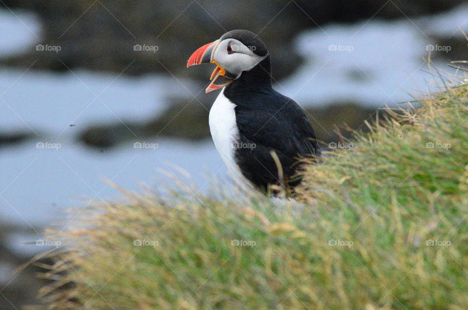 Puffin Island