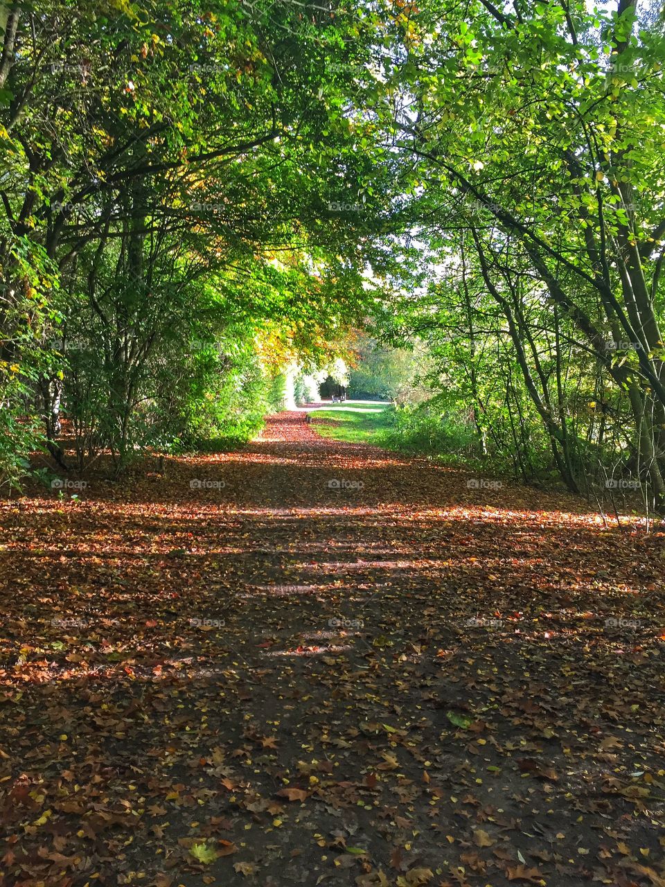 Autumn leaf on footpath