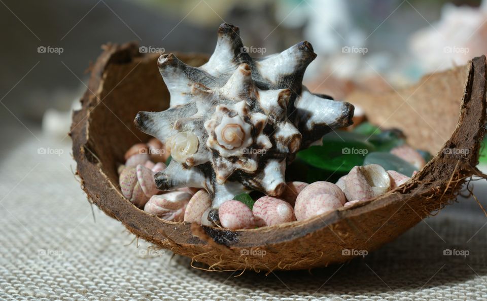 Close-up of seashell