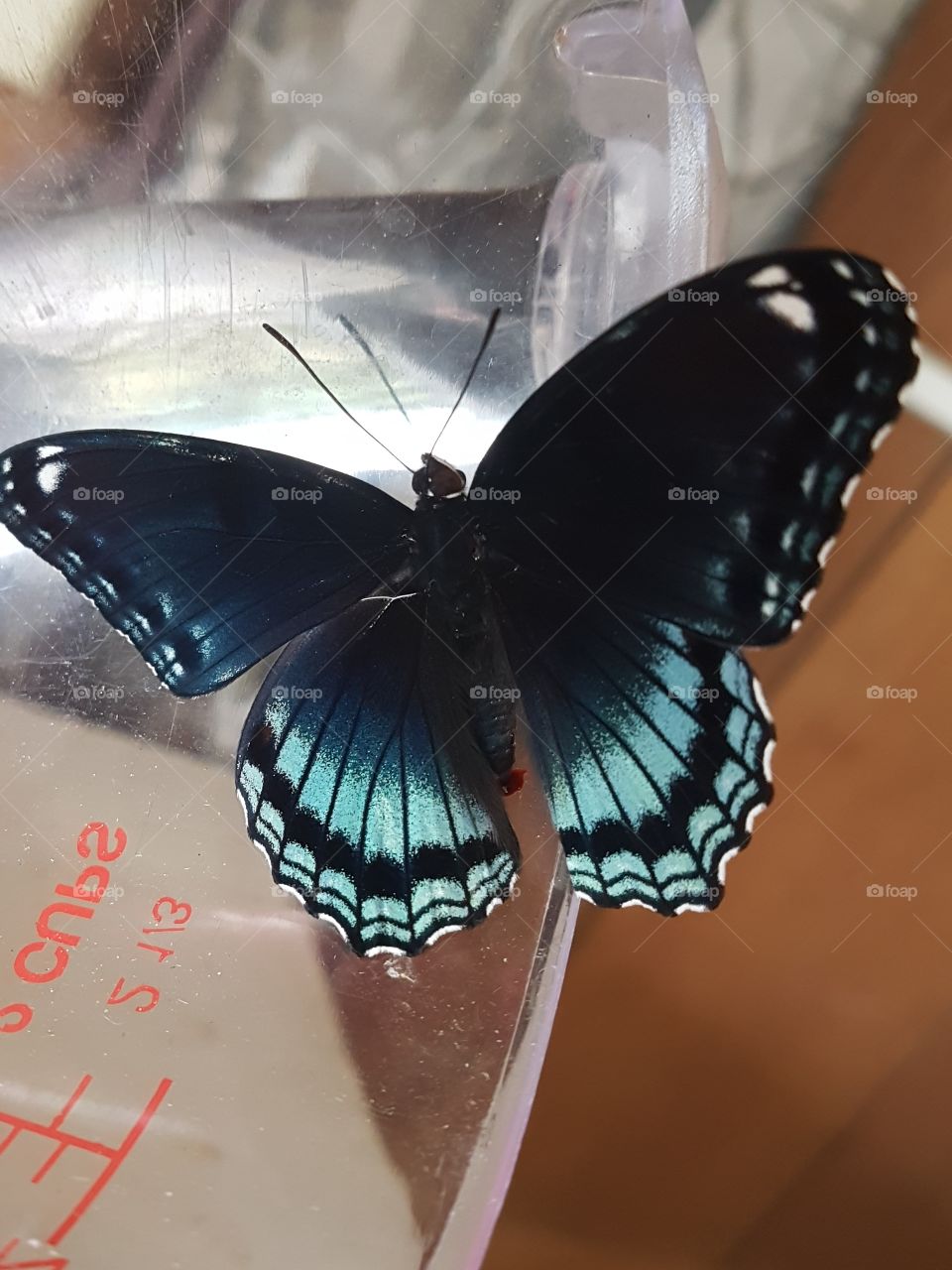 A beautiful picture of a butterfly