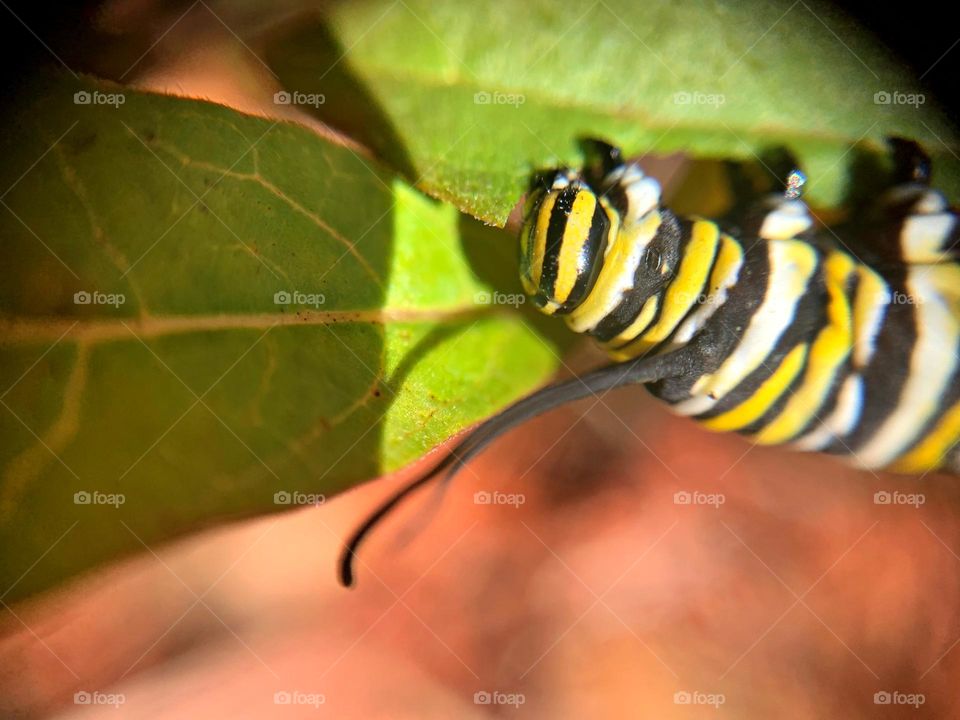 This is spring - Look what the Monarch butterfly left on my milkweed plant today - a monarch larvae chomping on  milkweed plant