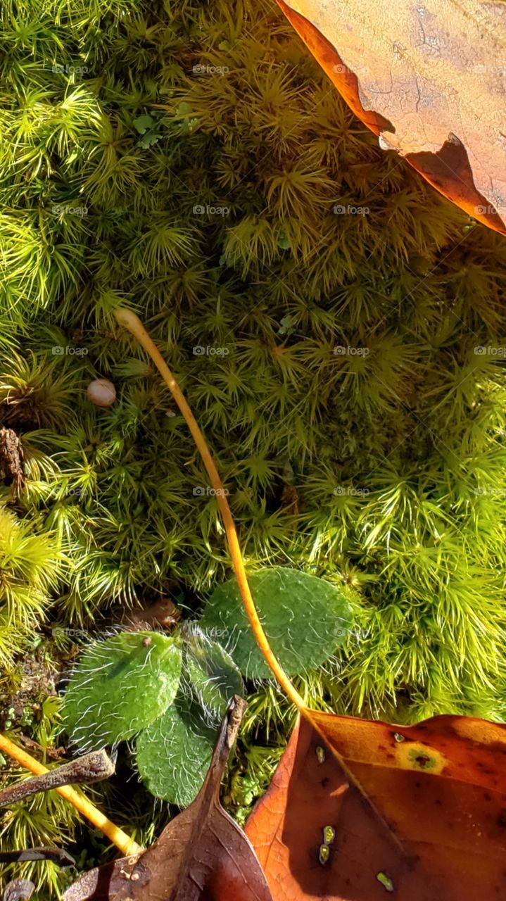moss loves flora