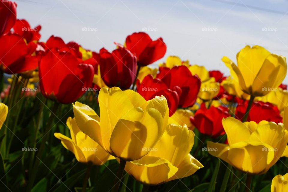 Reds and yellows tulip
