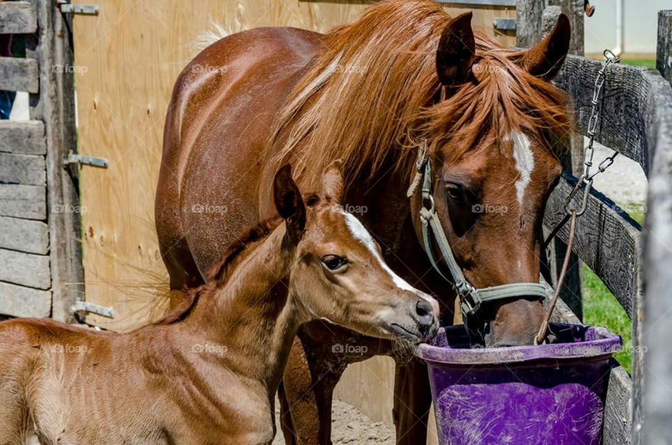 Straight Egyptian Arabian mare and foal