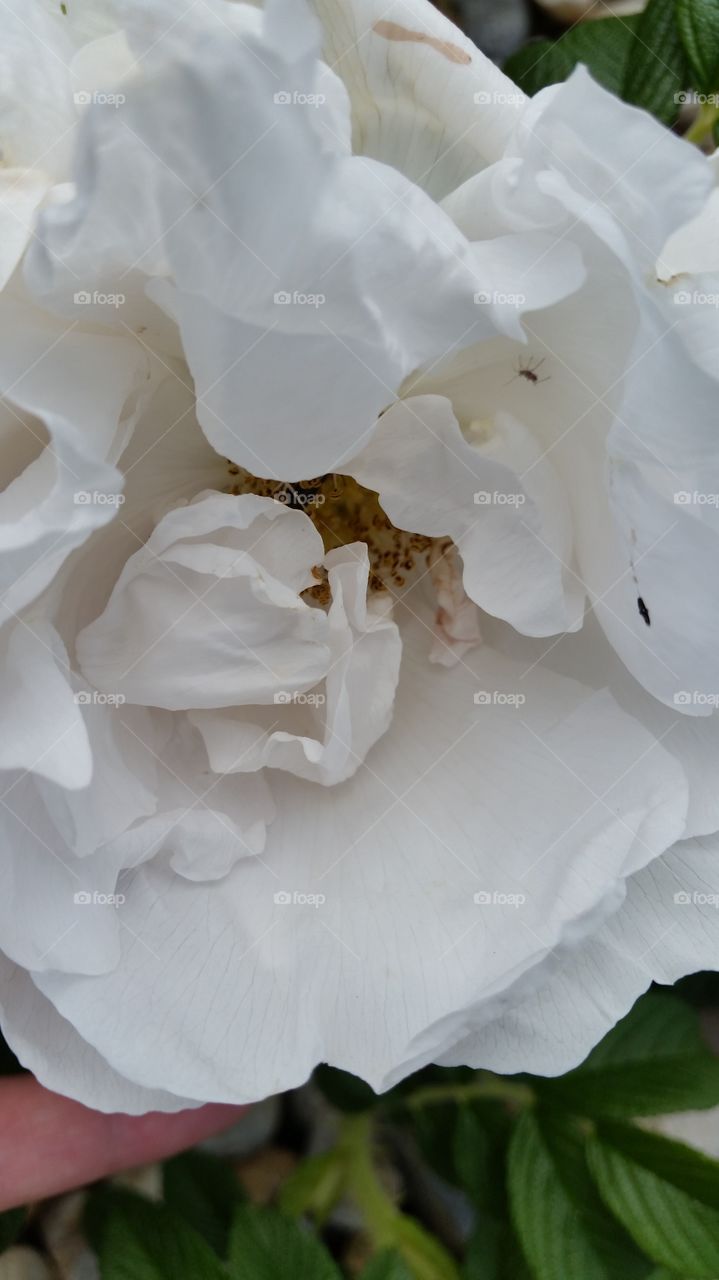 A White rose