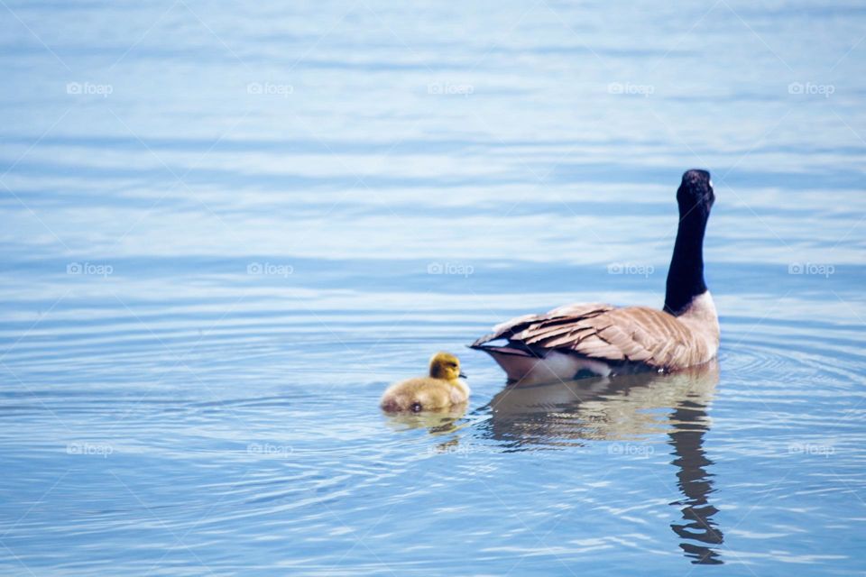 Gosling and it’s mom