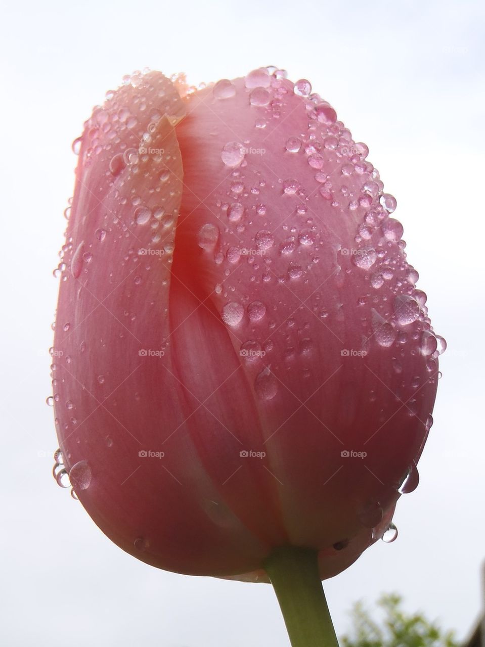 Close up of tulip