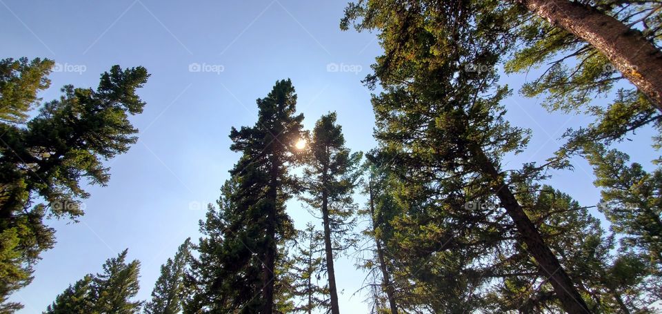 sun through the trees