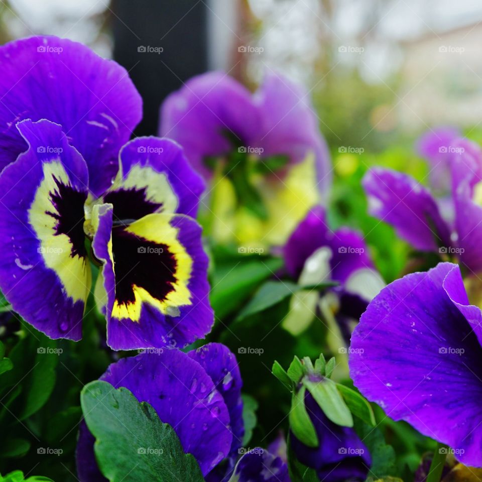 be fresh with purple flowers.. Purple flower is all around and give you a fresh energy.