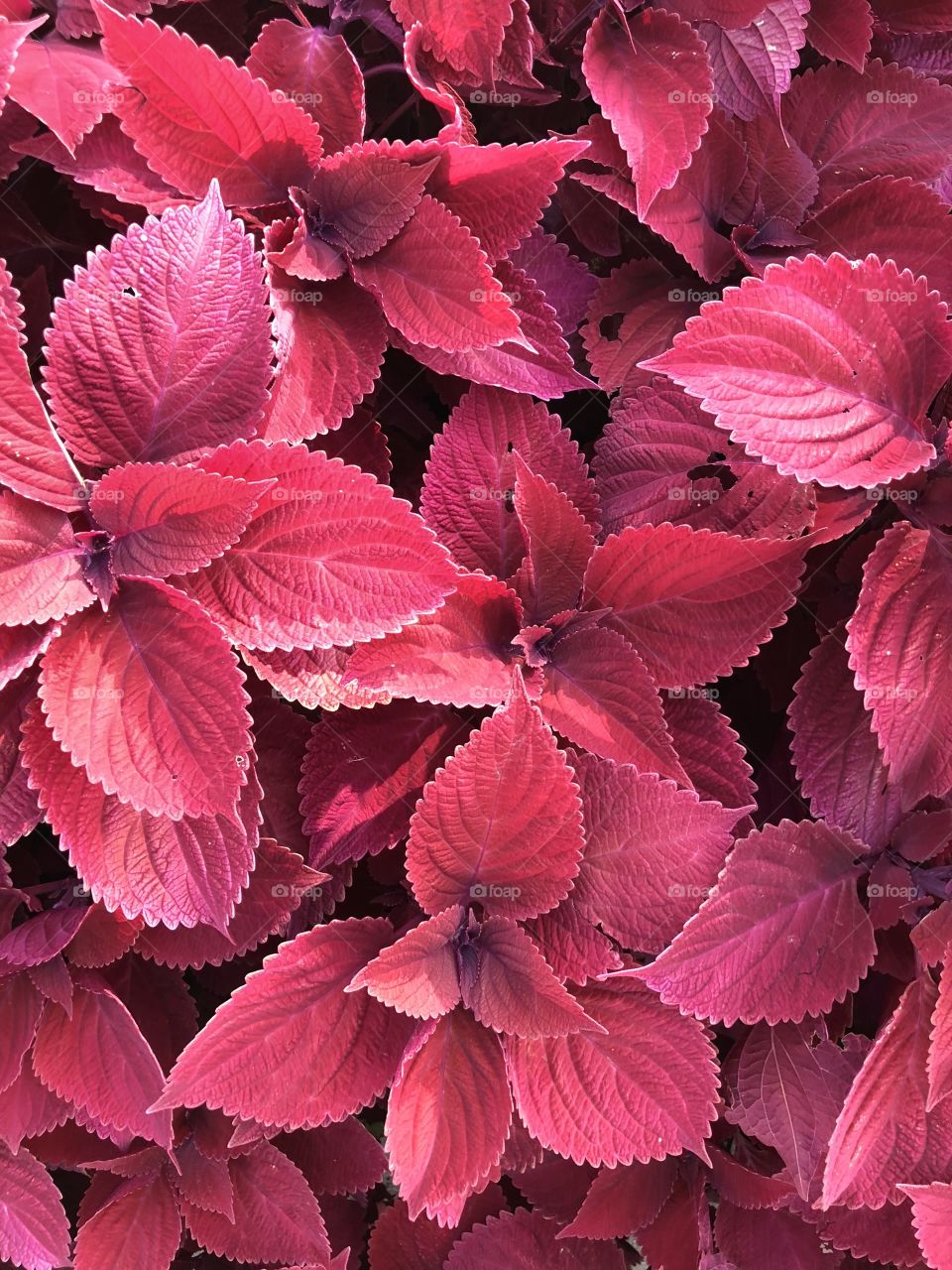 Coleus