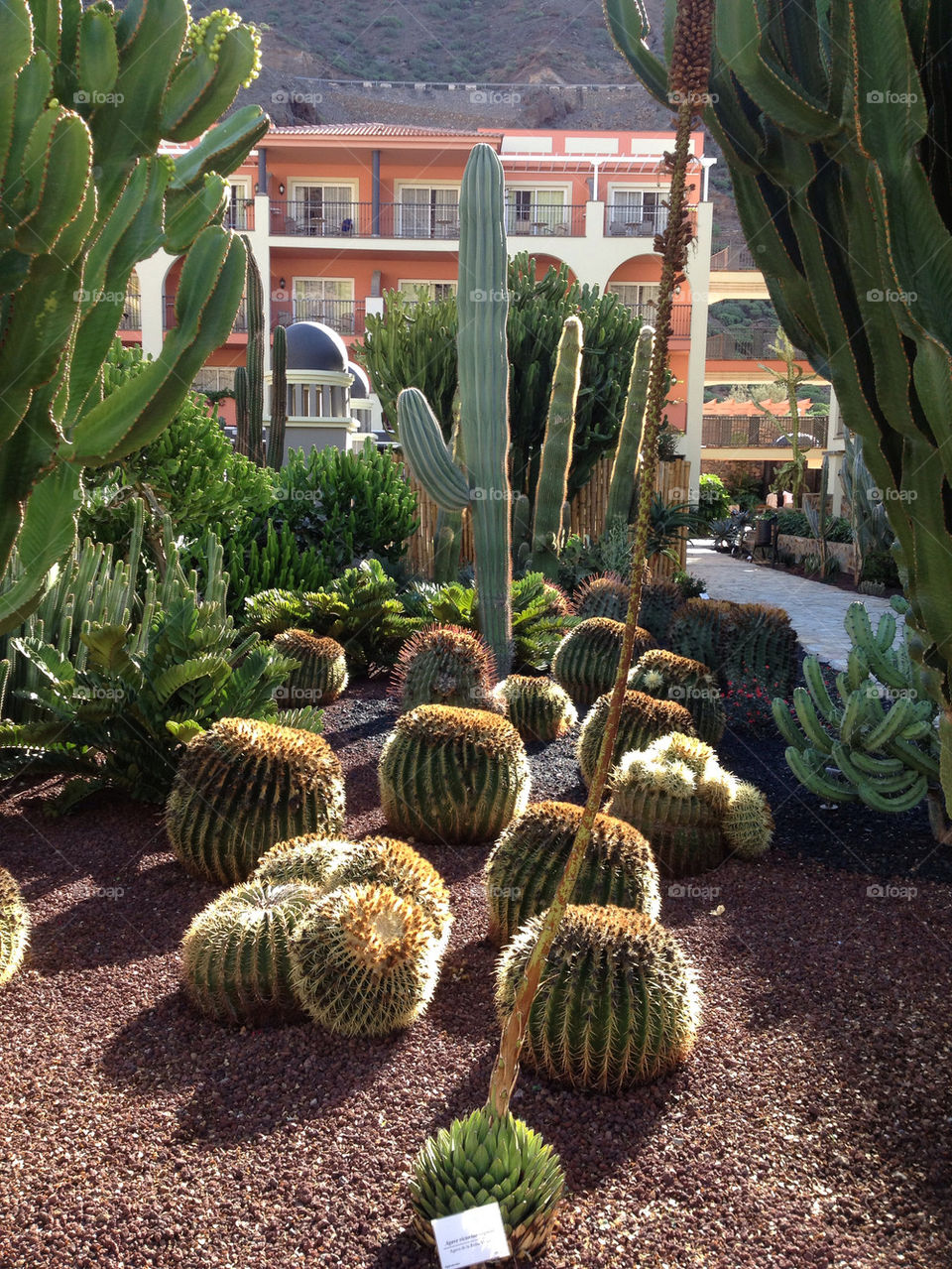 Cactus garden.