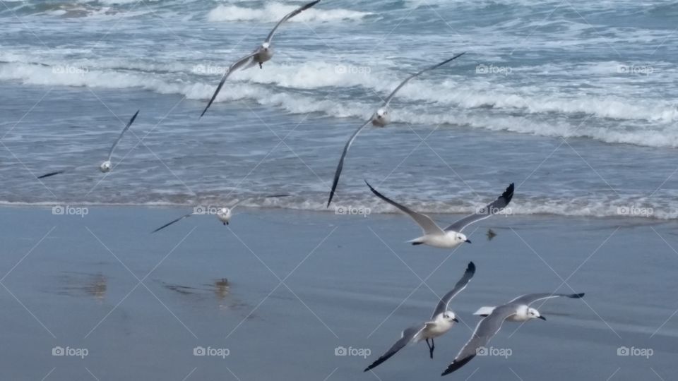 Birds in flight at the beach