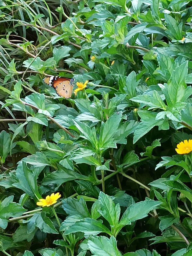 butterfly cute
