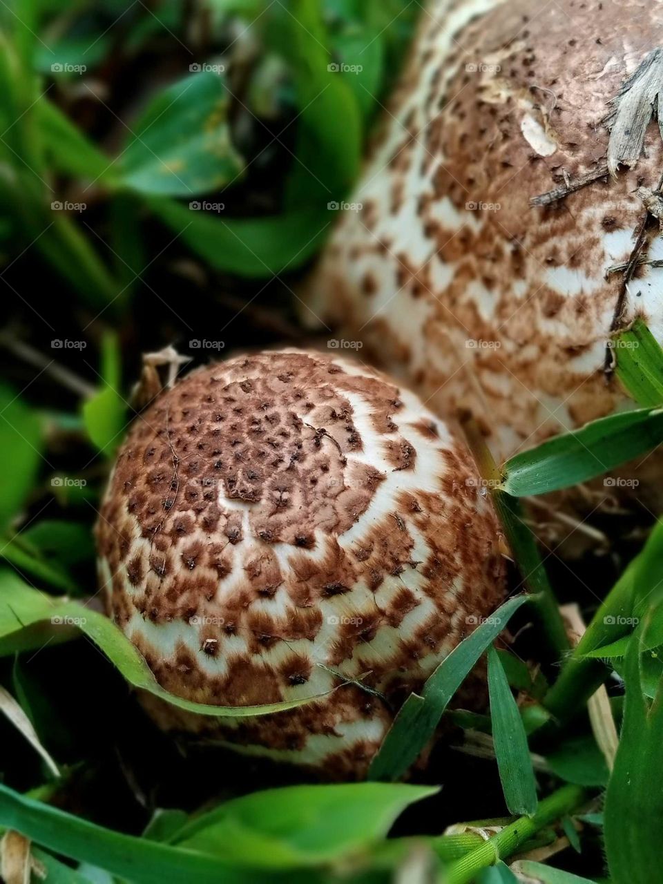 mushroom photo