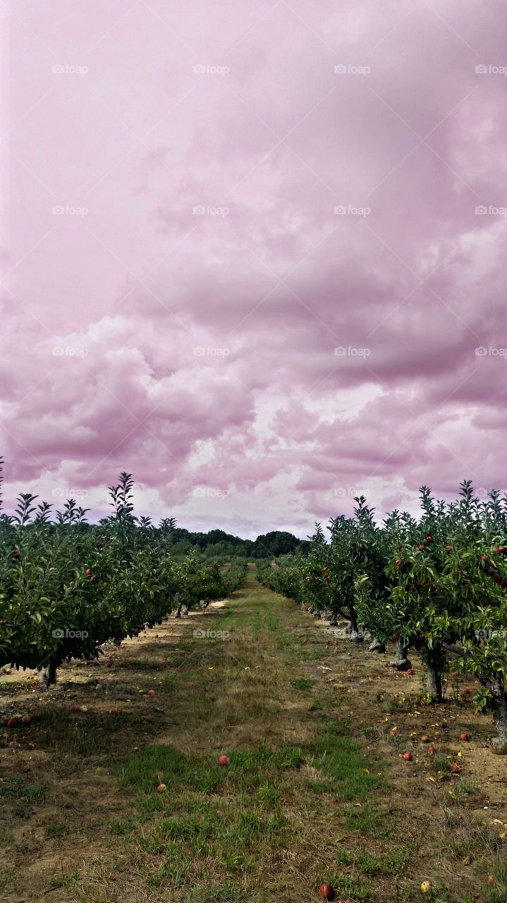 apple picking