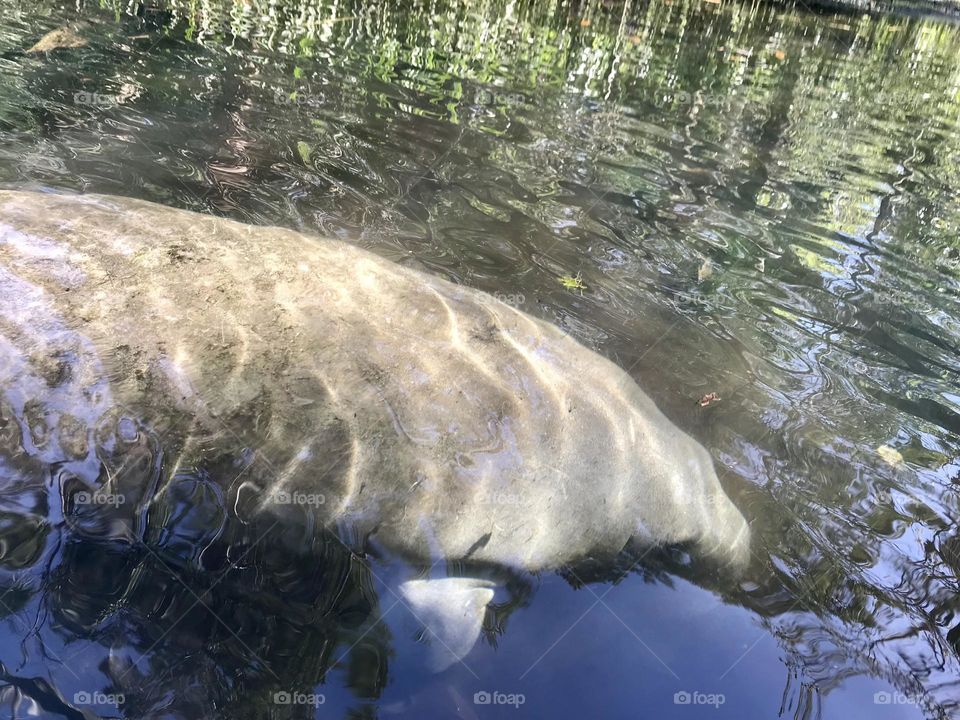 Kayaking with the Manatee