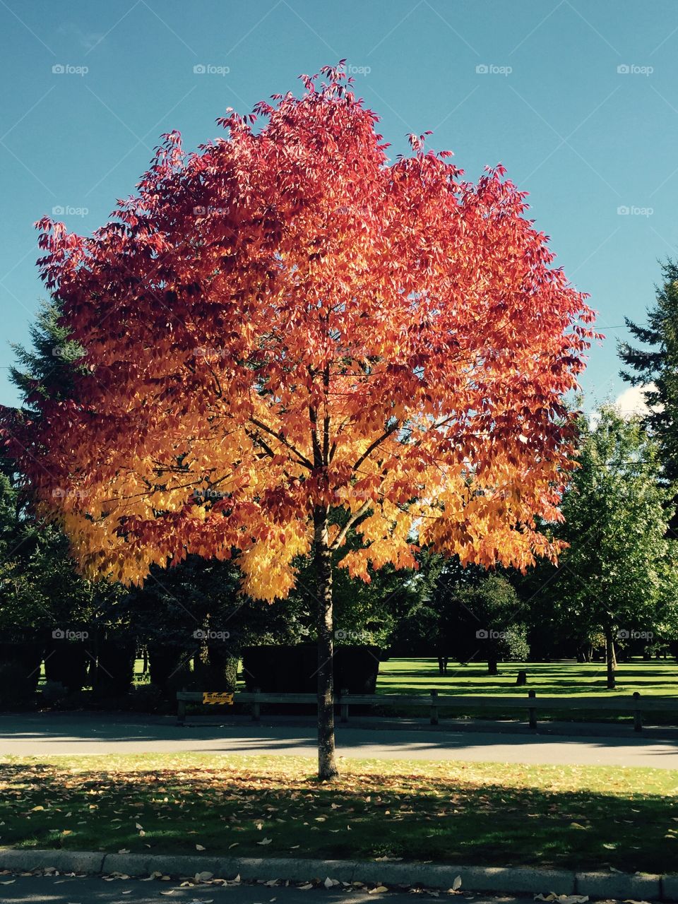 Tree in fall