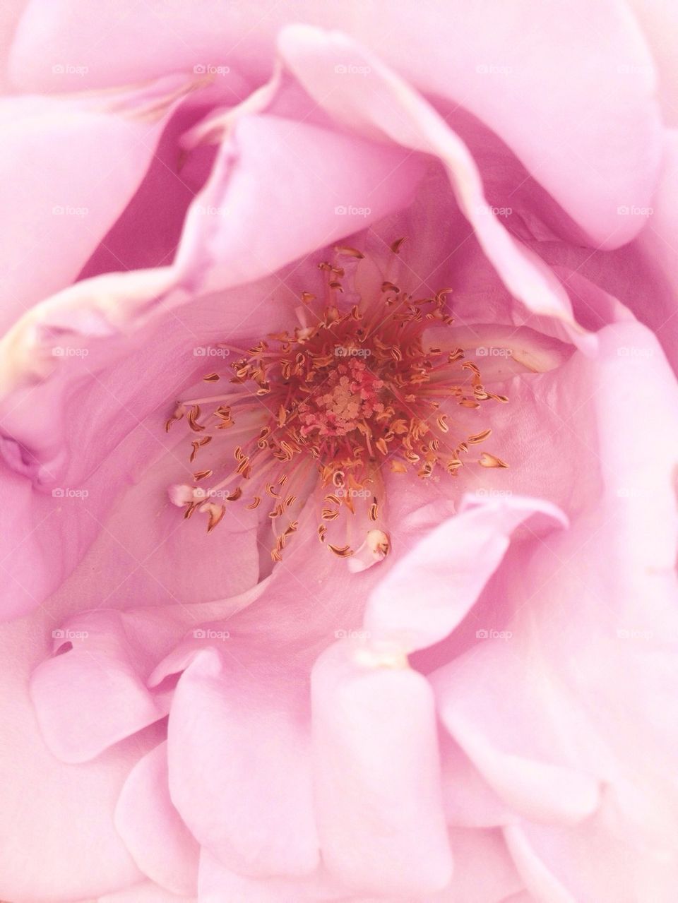 Pink Flower Close Up