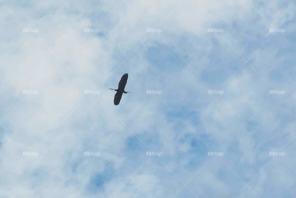 Flying imigran bird on the sky