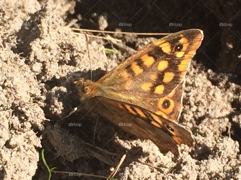 Yellow and brown butterfly 