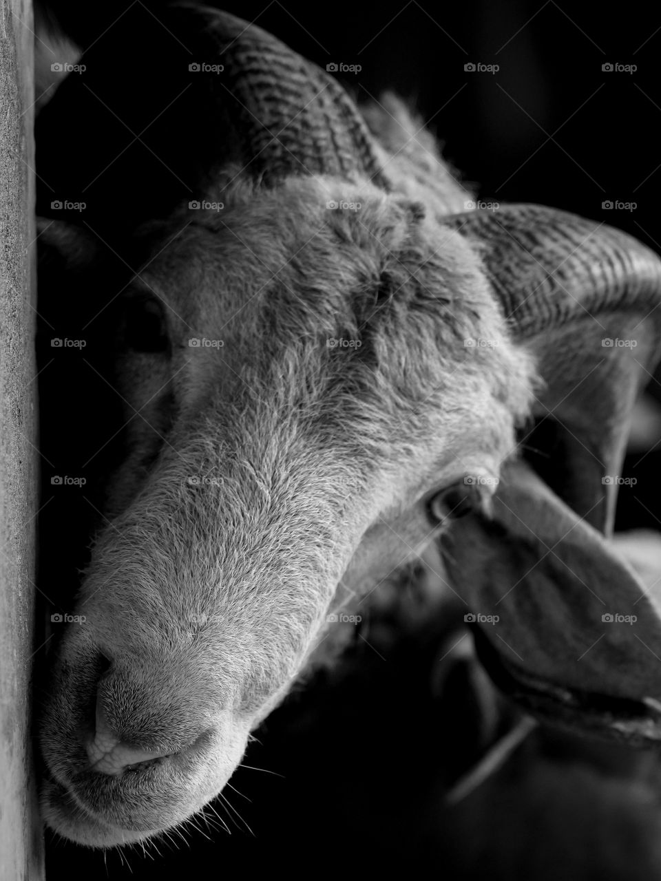 A goat that I met at a local ranch. For some reasons, I though that it was smiling at me...😃