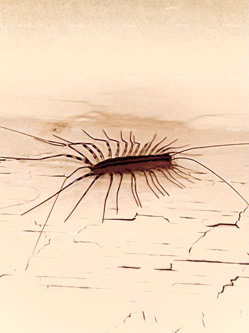 Millipede 