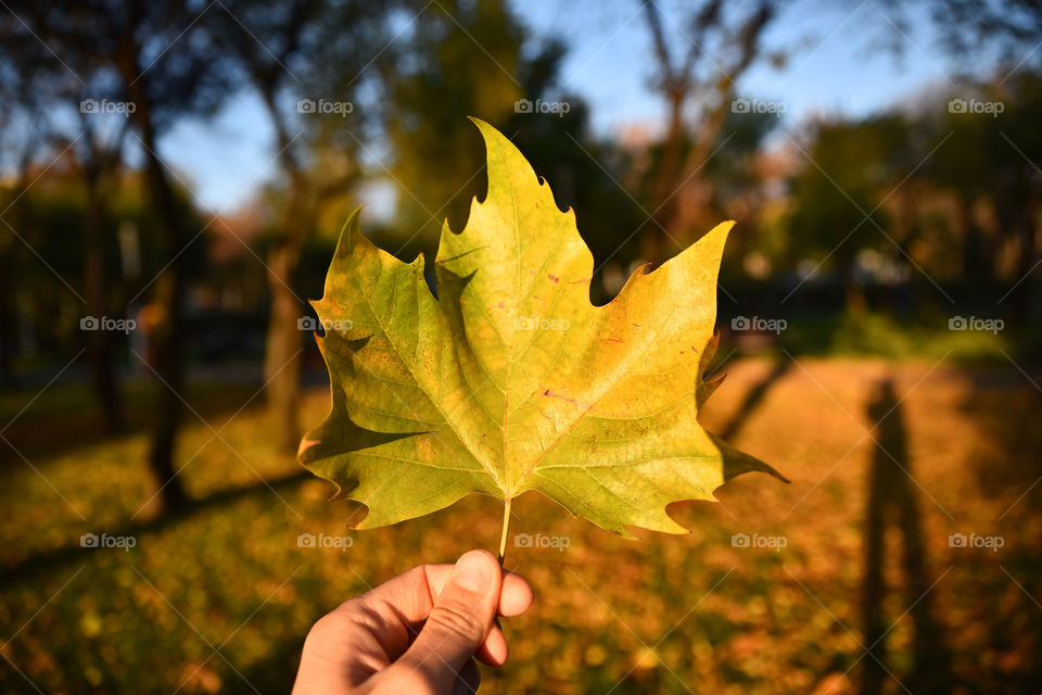 Autumn leaf