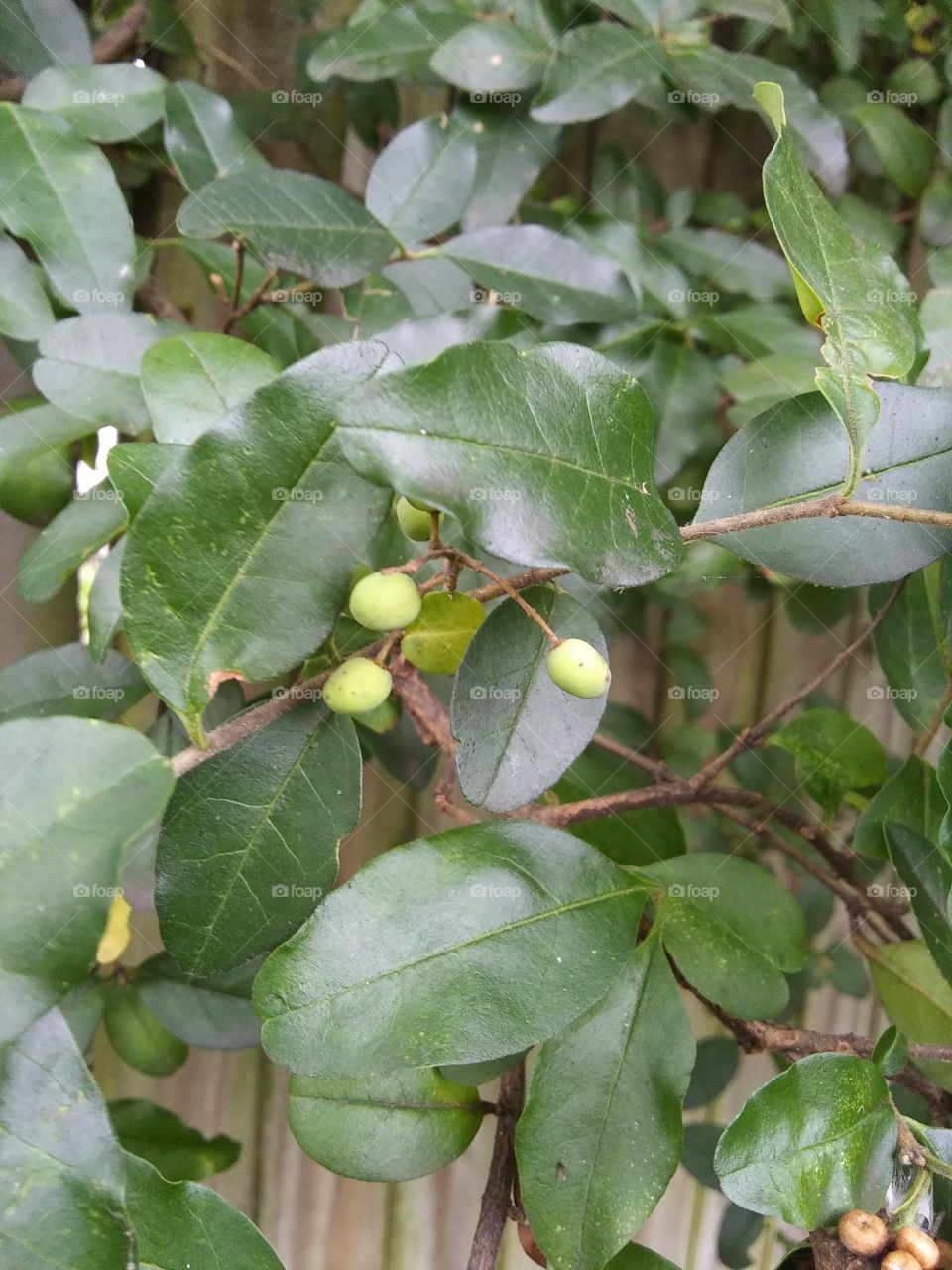 bright green berries