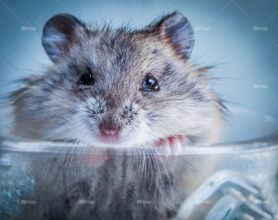 Cute hamster campbell in the glass