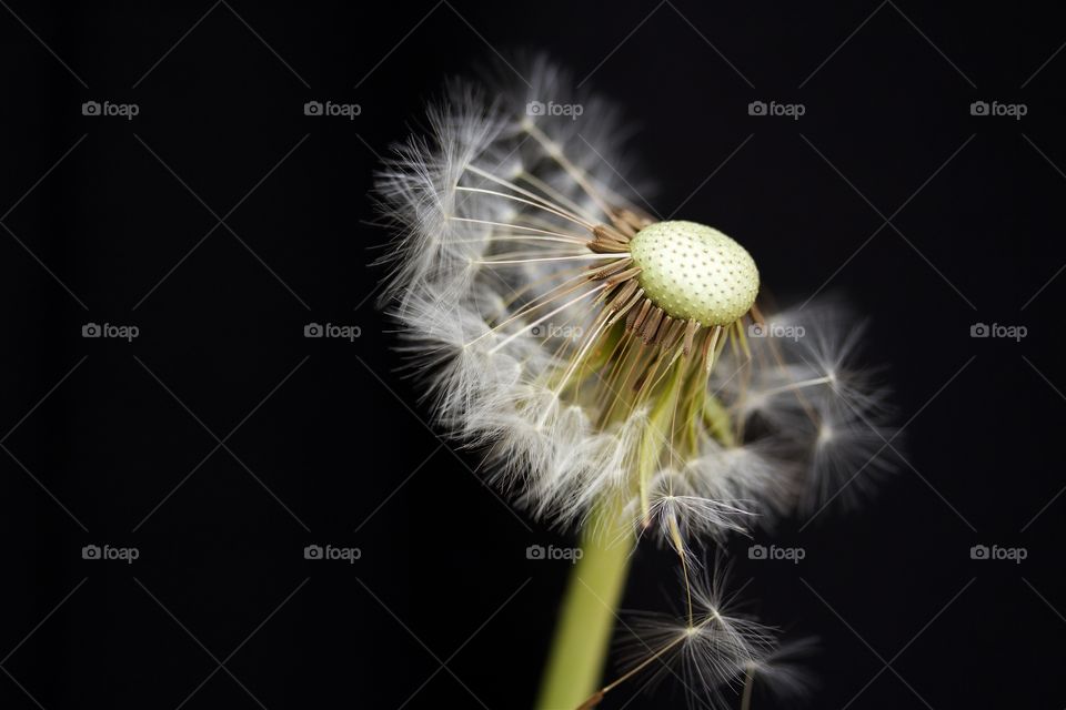 dried dandelion macro