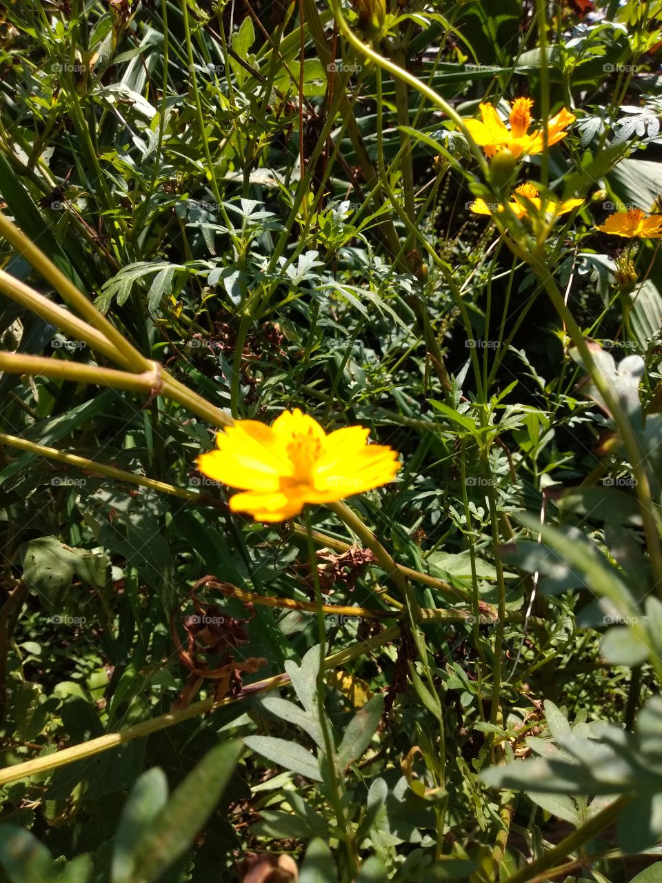 bem vindo foap natureza