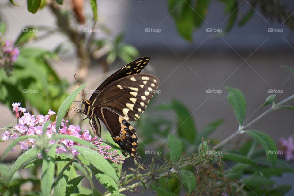 swallowtail black brown and yellow butterfly insect on purple flower during the day